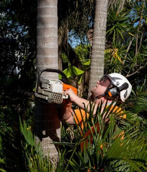 Tree Care 2 Arborist services Logan