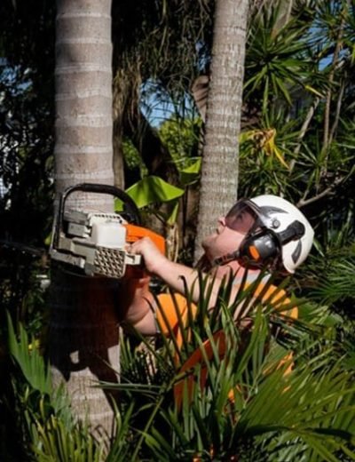 Tree Trimming 7 Palm tree pruning Logan