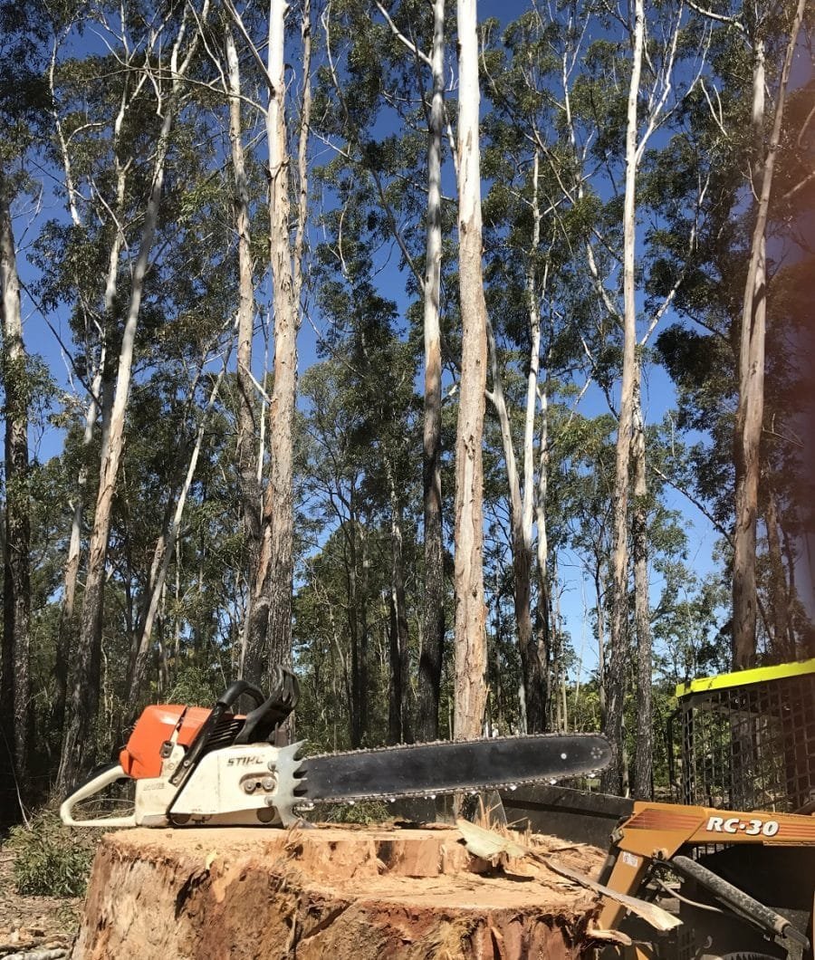 Tree Removal 2 Tree felling Logan QLD