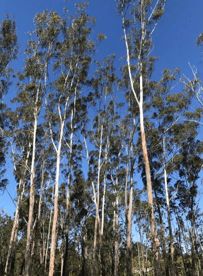 Logan 1 Tree maintenance schedule Logan