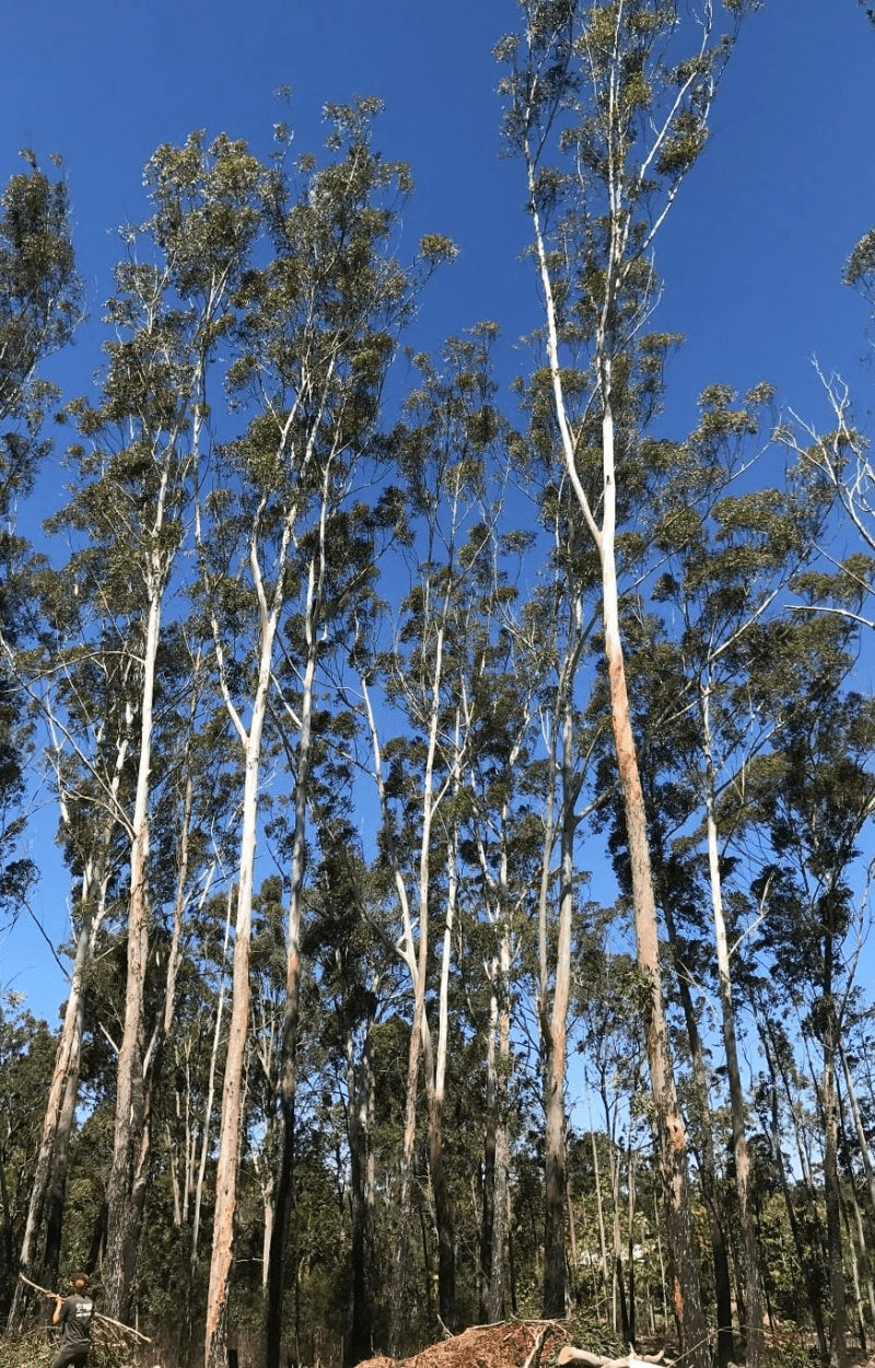 Tree Care 8 Tree maintenance service Logan