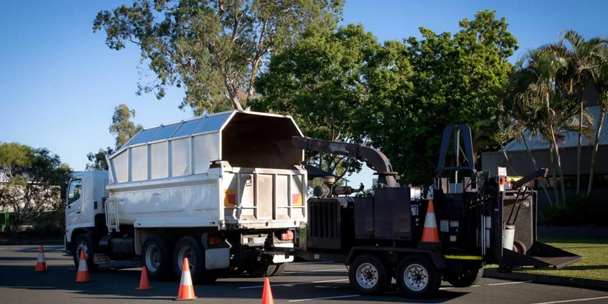Tree Care 7 Tree management Logan