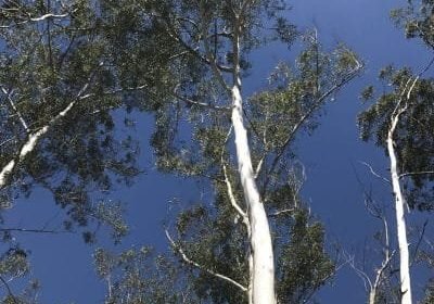 Tree Care 1 Tree preservation Logan