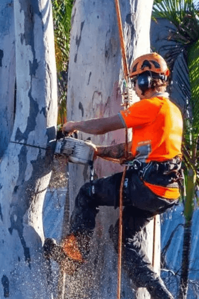 Logan 7 Tree surgeon Logan