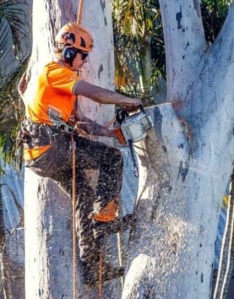 Tree Trimming 8 Trees pruned Logan