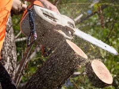 Pruning service Logan Pruning service Logan